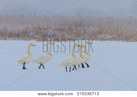 Whooper Swan (Cygnus cygnus) in winter. Location: Comana Natural Park Romania.