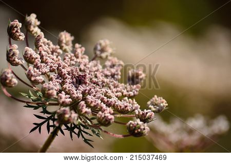 Pink flower of wild carrot in full splendor