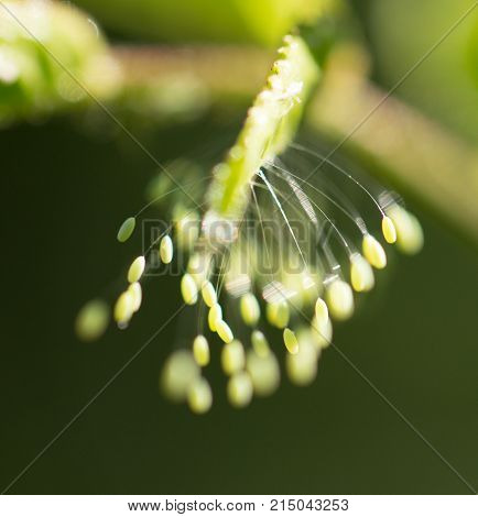 insect eggs on a green leaf. macro . In the park in nature