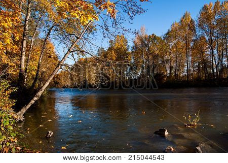 A calm Cowichan river on a beautiful fall day, aspen forest on both sides.