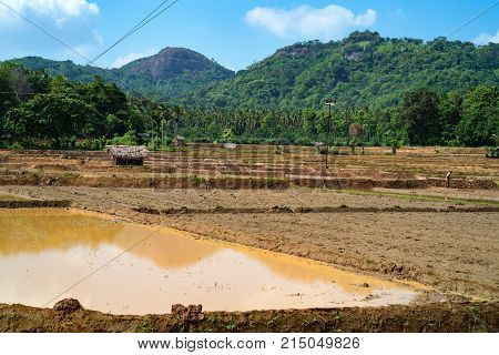 Close-up photograph of paddy fields with crops of rice in Sri Lanka