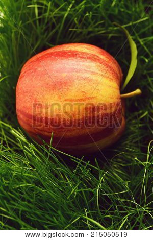 Fallen Fresh Red Apple In The Grass