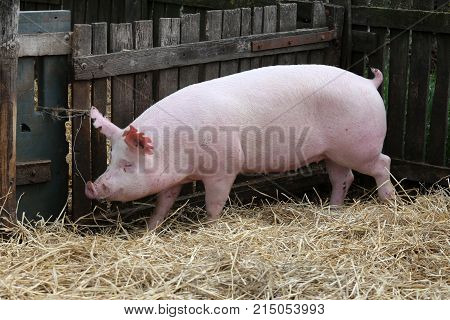 Young pig sow on hay and straw at pig breeding farm