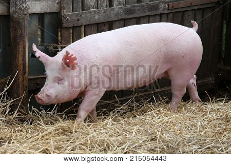 Young domestic peaceful happy pig runs across in the pigpen