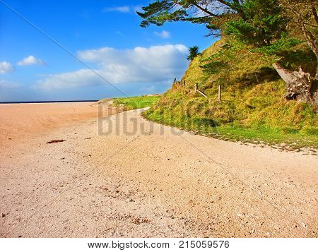 Shoreline vegetation along a beautiful beach in Northland New Zealand