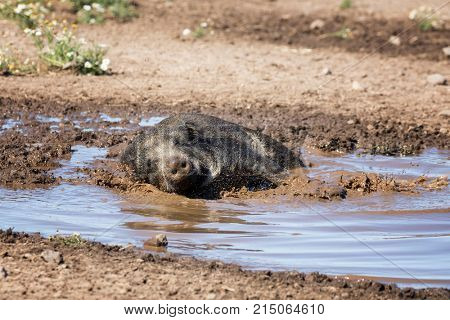 Wild boar taking a mud bath to cool down on a summer day.