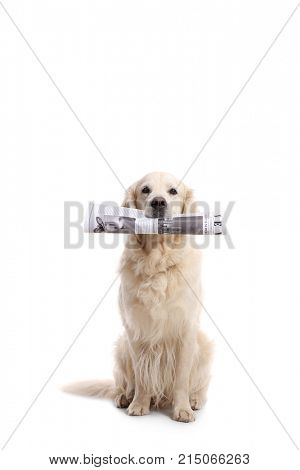 Labrador retriever dog holding a newspaper in his mouth isolated on white background
