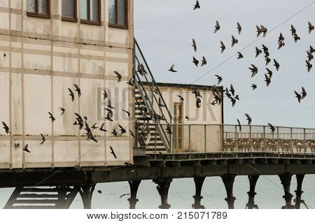 A flock of starlings arriving at their roost in an old Victorian pier in Aberystwyth, Wales.