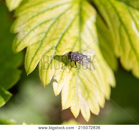 fly in nature. Macro . In the park in nature