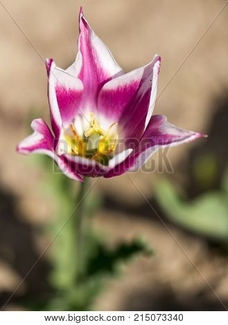 Beautiful purple tulips row . In the park in nature