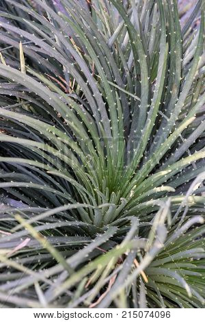 pardoria ottonis succulent plant cactus with many strings close up