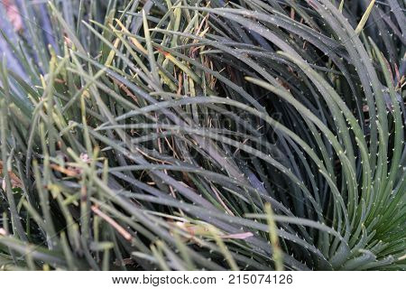 pardoria ottonis succulent plant cactus with many strings close up