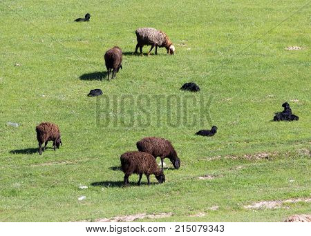 sheep in the pasture on the nature . In the park in nature