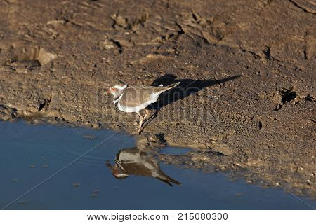 Three Banded Plover (charadrius Tricollaris)