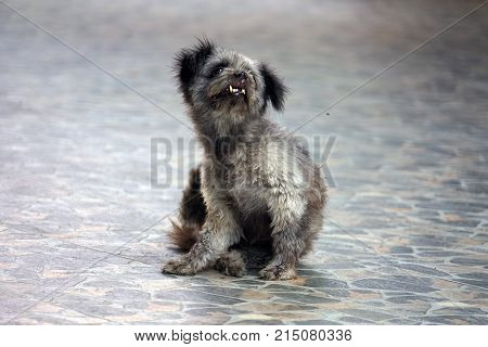 Dog in Thailand ugly cute grey black Asia .