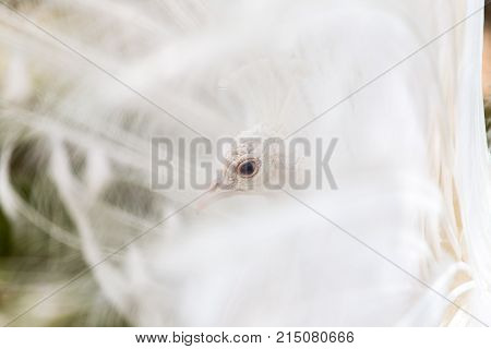 beautiful white peacock with feathers out . In the park in nature