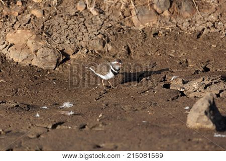 Three Banded Plover (charadrius Tricollaris)