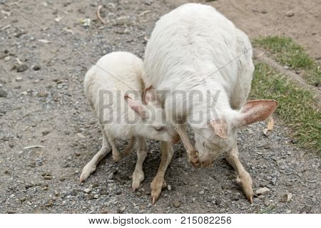 the albino tammar wallaby is eating fruit and the joey wants to share
