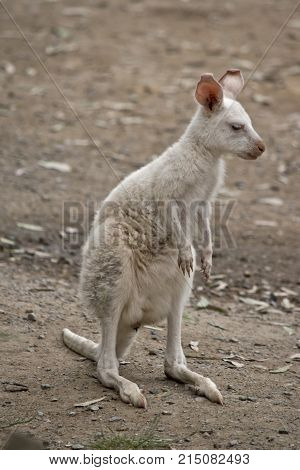 the albino tammar wallaby is standing on his hind legs