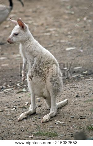 the albino tammar wallaby is standing on his hind legs