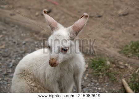 this is a close up of an albino tammar wallaby