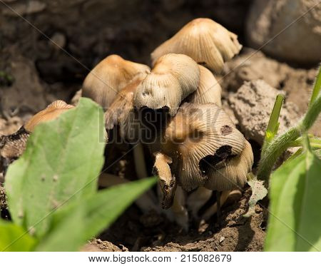 toadstool mushroom in nature . In the park in nature