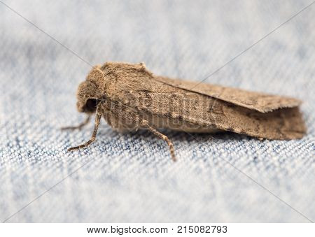 mol butterfly. macro . Photos in the studio