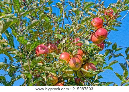 Red apples on a tree branch on a sunny day.