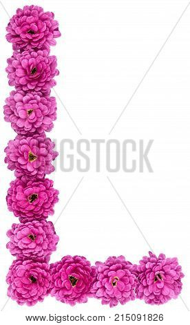Letter L, Alphabet From Flowers Of Chrysanthemum, Isolated On White Background