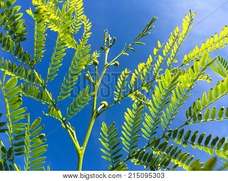 fresh green leucaena glauca plant in nature garden