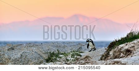 African Penguin (spheniscus Demersus) The African Penguin On The Shore In  Evening Twilight. Sunset