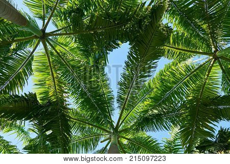 coconut leaves for background (coconut leaves for background)
