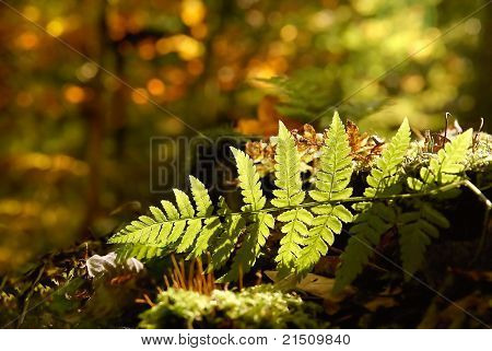 Eğreltiotu yakın çekim