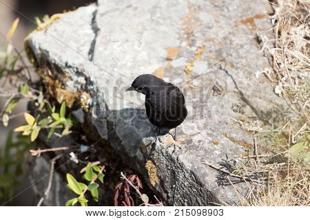 Rueppells Black Chat (myrmecocichla Melaena)