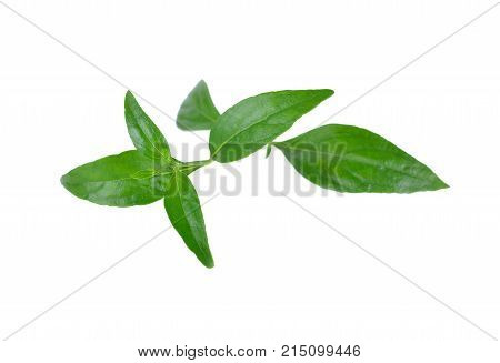 fresh kariyat herb plant on white background