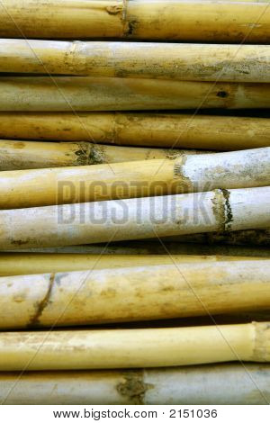 Cañas secas