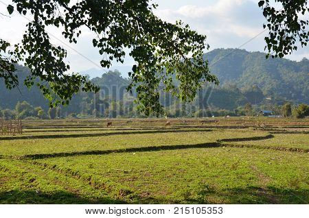 View Of Landscape Of Paddy Or Rice Field In Morning Time At Ban Don Moon Countryside