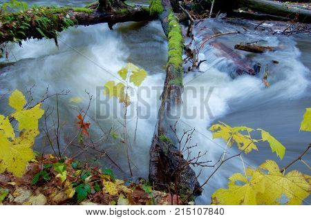 Rapids of swollen river streams over fallen moss covered logs in the autumn Goldstream Park British Columbia.