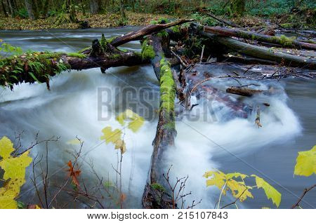 Moss covered logs bridge the rapids of a swollen river yellow leaves on the bushes waving in the breeze Goldstream Park British Columbia.