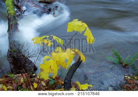 Bushes in fall colors by the bank of a swollen stream Goldstream Park British Columbia.