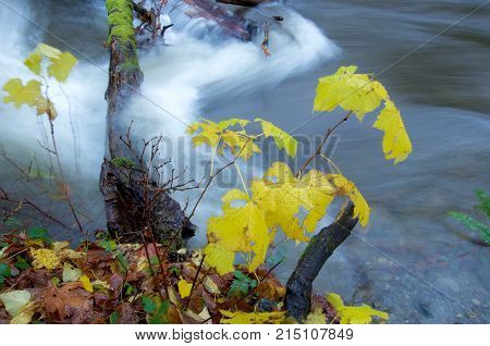 Rapids of a flooding river pour over moss covered logs while bushes wave in the current and fall leaves color the scene Goldstream Park British Columbia.
