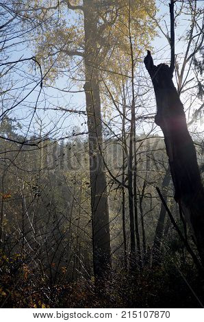 Giant poplar in fall colors rises above the trees in the morning sun Goldstream Park British Columbia.