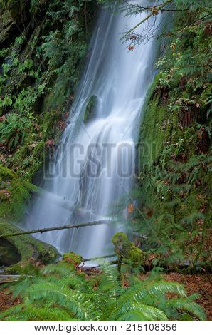 Waterfall surrounded by green ferns on a rainy autumn day in Goldstream Park British Columbia.