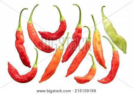 Aji Wundertute Pepper C Baccatum, Paths
