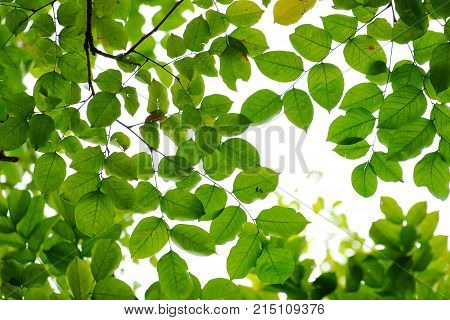 Top view a tropical green leaves with branches with white sky and foliage green background