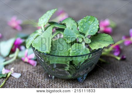 Trachyspermum Ammi Leaves In A Glass Bowl.