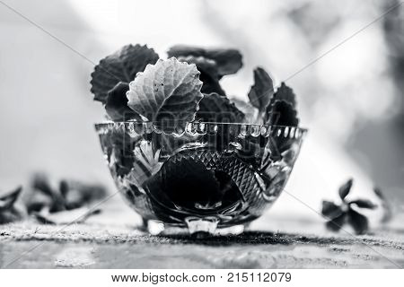 Trachyspermum Ammi Leaves In A Glass Bowl.