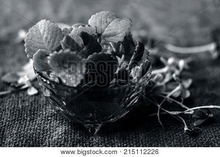 Trachyspermum Ammi Leaves In A Glass Bowl.