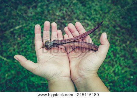 Closeup of dipterocarpus alatus flower on child's hand with green grass blurred background.