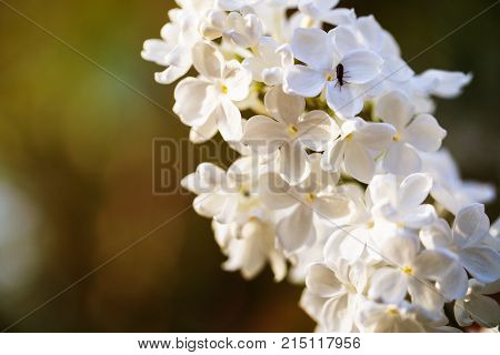 Closeup of beautiful and delicate spring white lilac flowers